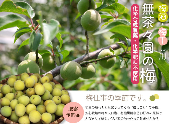 無茶々園の梅