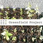 グリーンフィールドプロジェクト