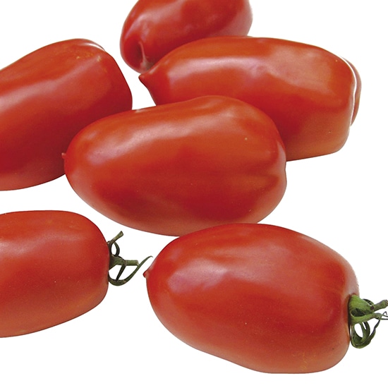 GAIAネットグリーンフィールドプロジェクト 有機種子 トマト