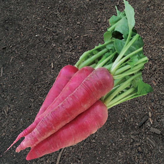 GAIAネットグリーンフィールドプロジェクト 有機種子 大根（西洋赤大根