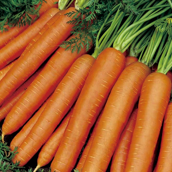 GAIAネットグリーンフィールドプロジェクト 有機種子 ニンジン