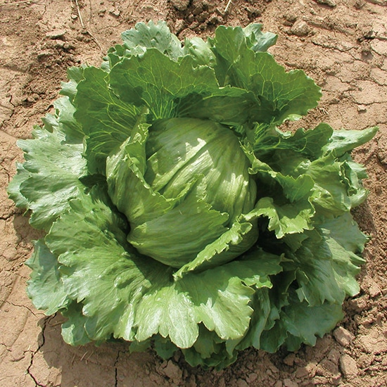 結球レタスの苗　400苗　品種「逸香」 結球レタスの苗 400苗 品種「逸香」 結球レタス サラダレタスの自然栽培