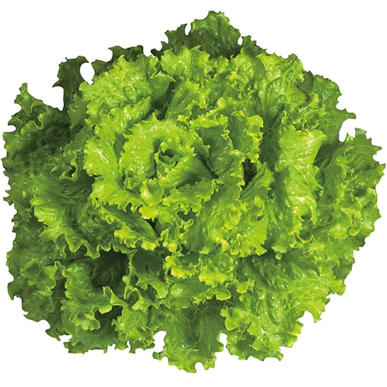 GAIAネットグリーンフィールドプロジェクト 有機種子 バタビアレタス