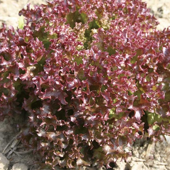 GAIAネットグリーンフィールドプロジェクト 有機種子 リーフレタス