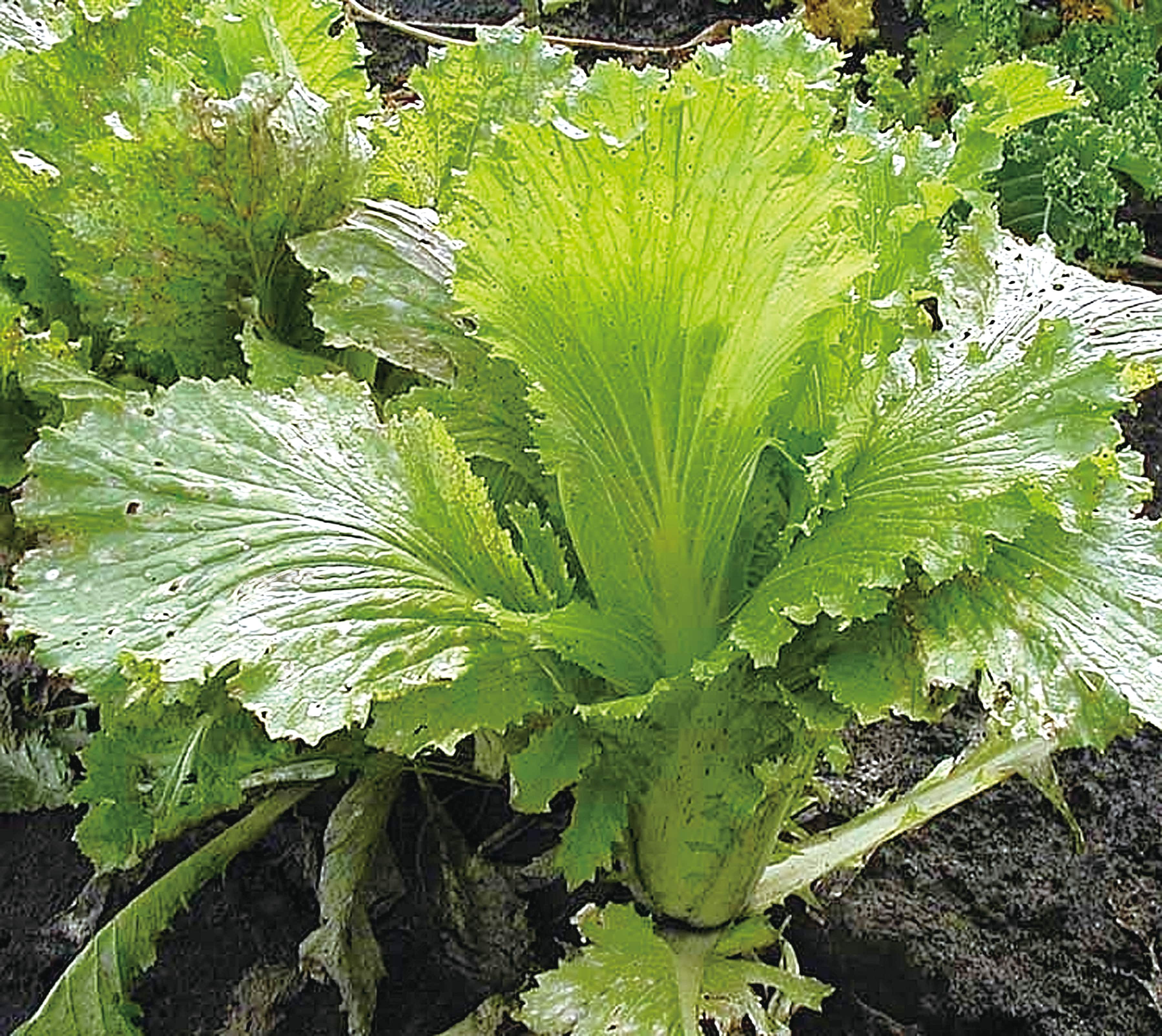 白菜様 ジュン4枚セット 【業務用食材の仕入れなら八面六臂】 紫白菜（4玉サイズ） タレントカード