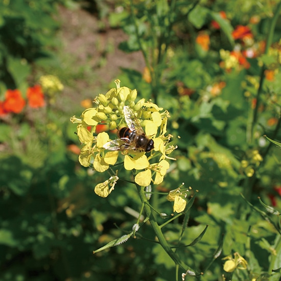 GAIAネットグリーンフィールドプロジェクト 有機種子 イエロー