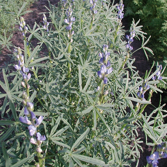 GAIAネットグリーンフィールドプロジェクト 有機種子 ルピンブルー