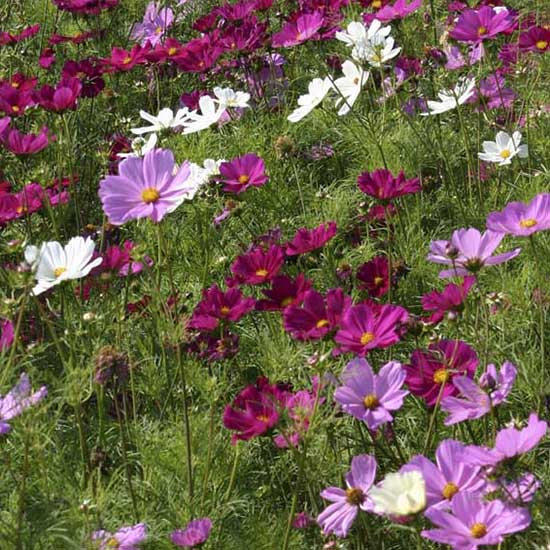 GAIAネットグリーンフィールドプロジェクト 有機種子 コスモス