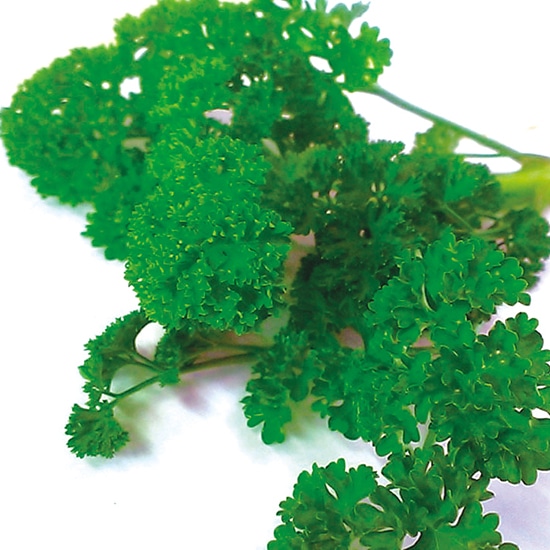 GAIAネットグリーンフィールドプロジェクト 有機種子 パセリ