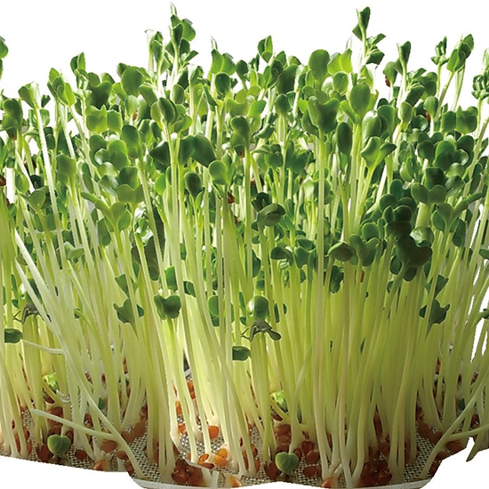 GAIAネットグリーンフィールドプロジェクト 有機種子 ラディッシュ