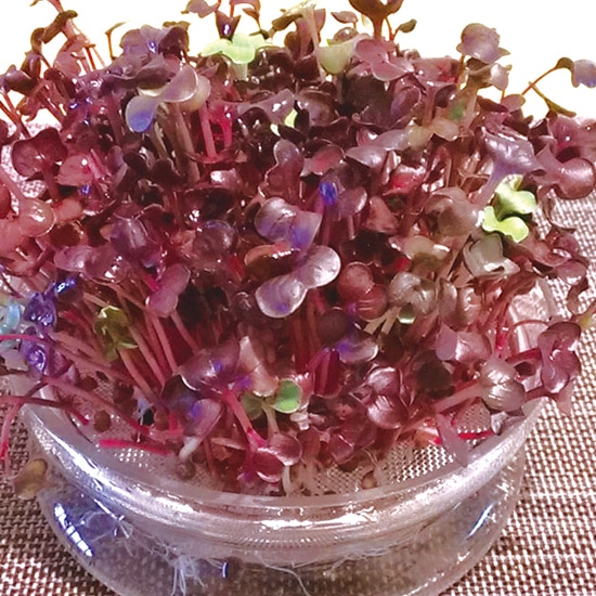 GAIAネットグリーンフィールドプロジェクト 有機種子 赤かいわれ大根