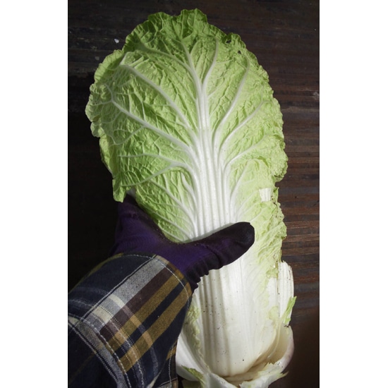 GAIAネットグリーンフィールドプロジェクト 有機種子 白菜（エミコ