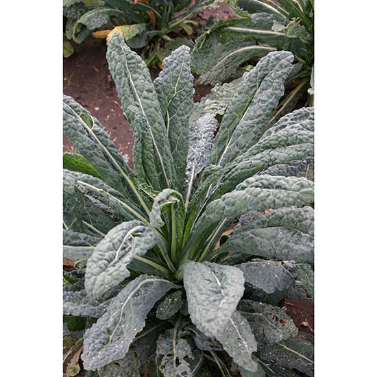 クロフネツツジ/大株【現品発送】管理70768 クロフネツツジ/大株【現品発送】管理70768 - メルカリ