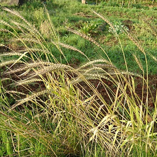 GAIAネットグリーンフィールドプロジェクト 有機種子 古代小麦