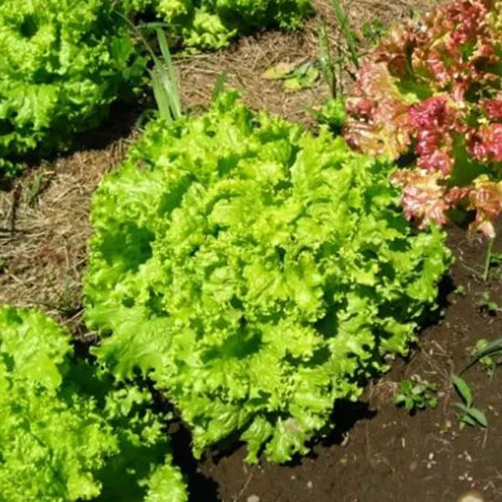 GAIAネットグリーンフィールドプロジェクト 有機種子 リーフレタス