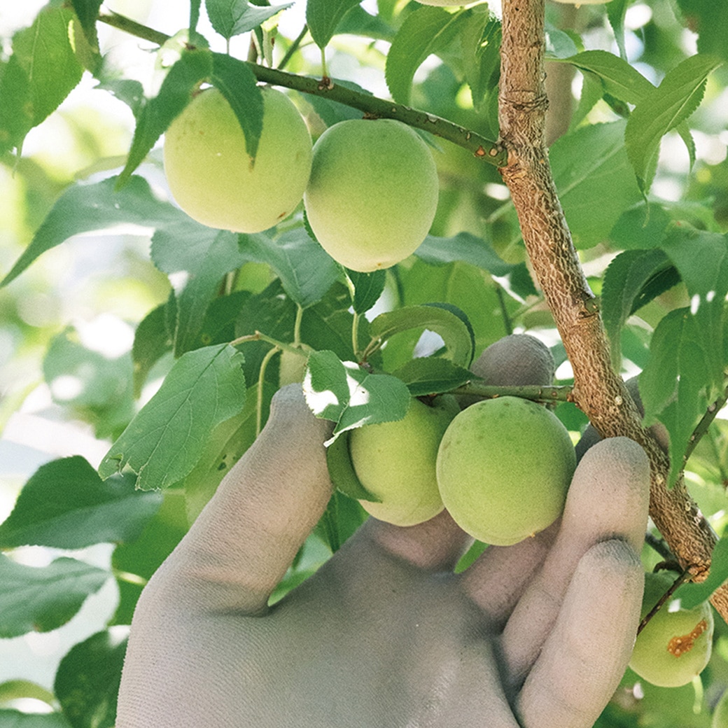 GAIAネット[※]オーサワの龍神梅干 120g(120g): 海藻/乾物/漬物