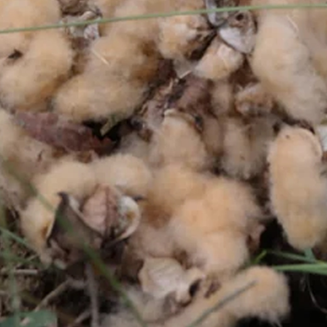 �T���Q�i�N