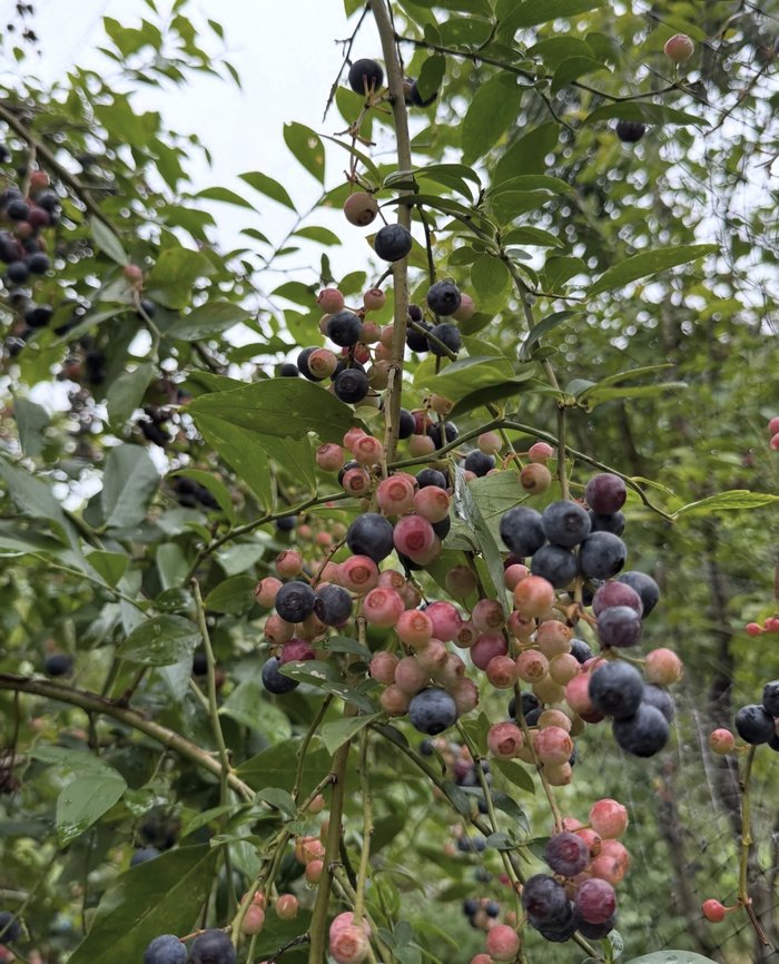 Zion Valley Farm �F�Â��n�߂��u���[�x���[�̖�