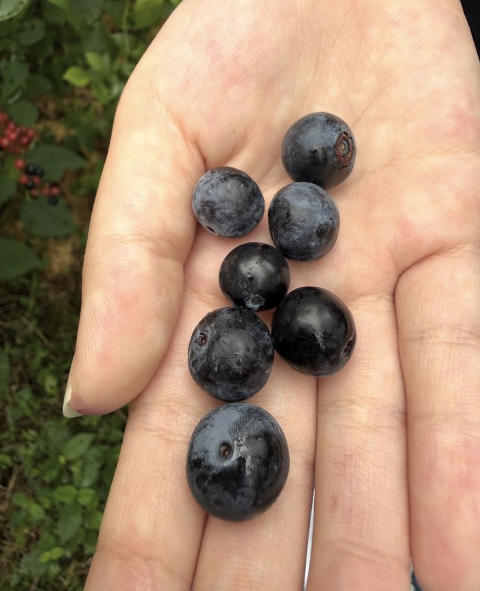 Zion Valley Farm ���n�����u���[�x���[