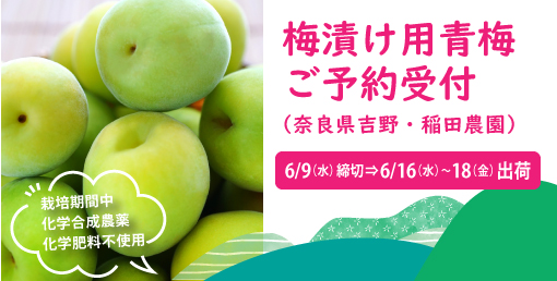 梅漬け用青梅